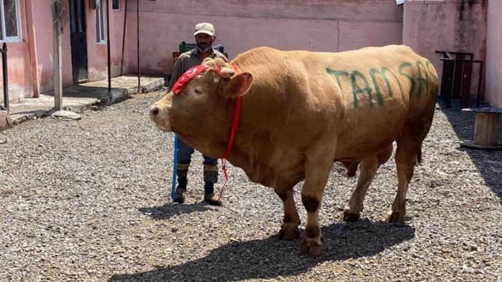 1 ton 150 kiloluk 'Şahmurat' 300 bin liraya satıldı