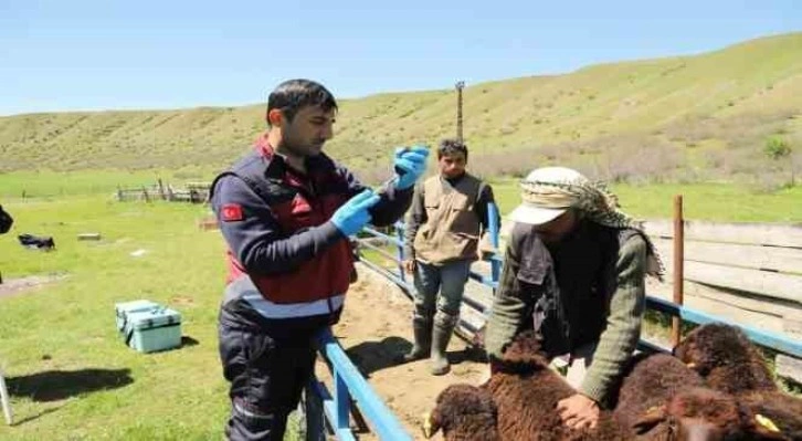 2 bin hayvana aşı yapıldı