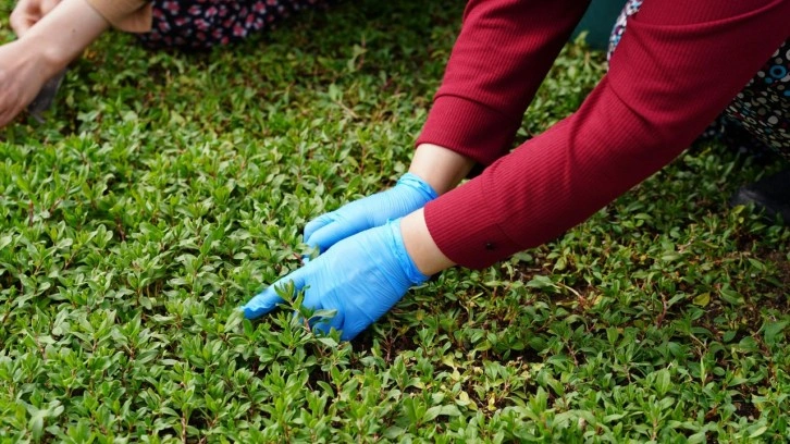 20 metrekarede başladı 70 dönüme çıkardı: Yılda 6 kez hasat ediliyor!