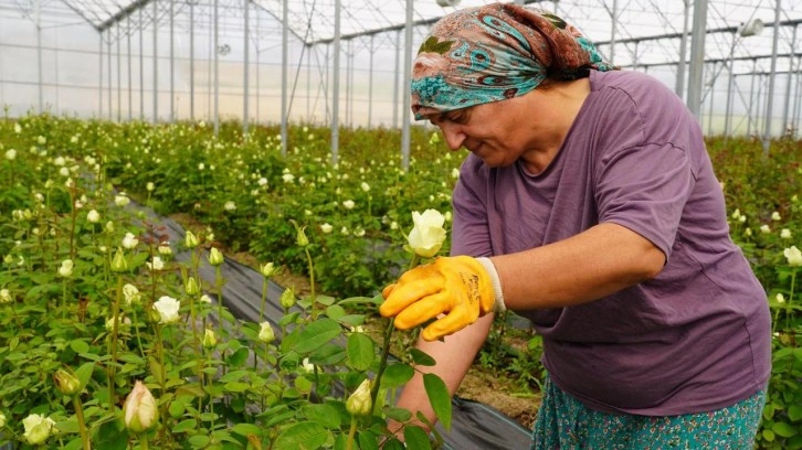 3 çocuk annesi, yılda 1,5 milyon gül üretiyor