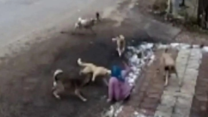 9 köpeğin saldırısına uğrayan kadın sokağa çıkamaz oldu
