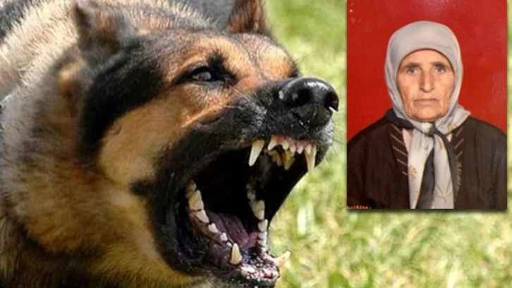 Adana'da başıboş köpek sürüsü yaşlı kadını parçaladı