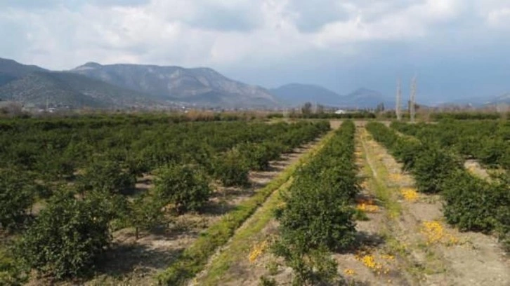 Adana'da para etmeyen narenciye bahçede kaldı