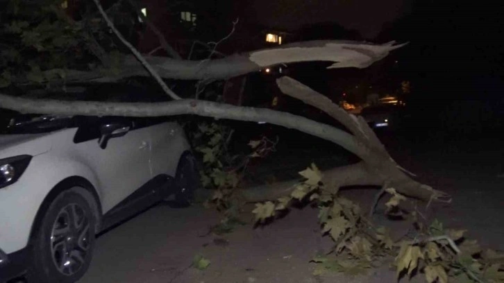 Ağaç ve elektrik direği araçların üzerine devrildi, 2 araç hasar aldı