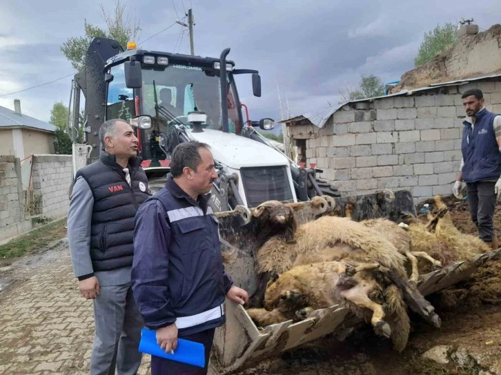 Ahıra girdiğinde 130 koyunu telef olmuş halde buldu