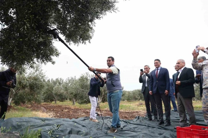 Aliağa’da 2. Zeytin Hasat Şenliği düzenlendi