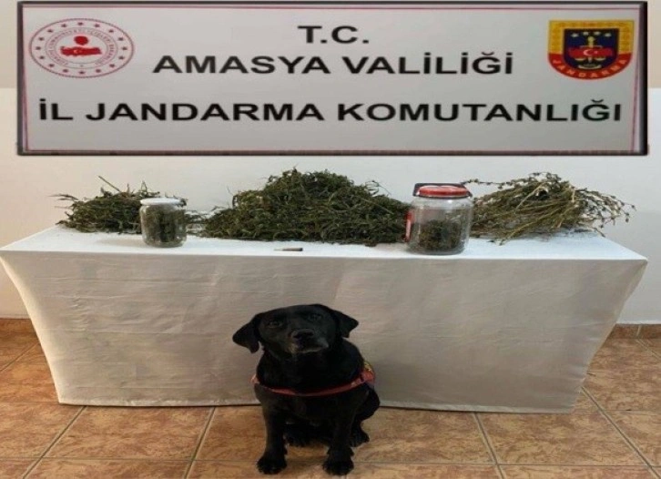 Amasya’da uyuşturucu operasyonu: 2 gözaltı