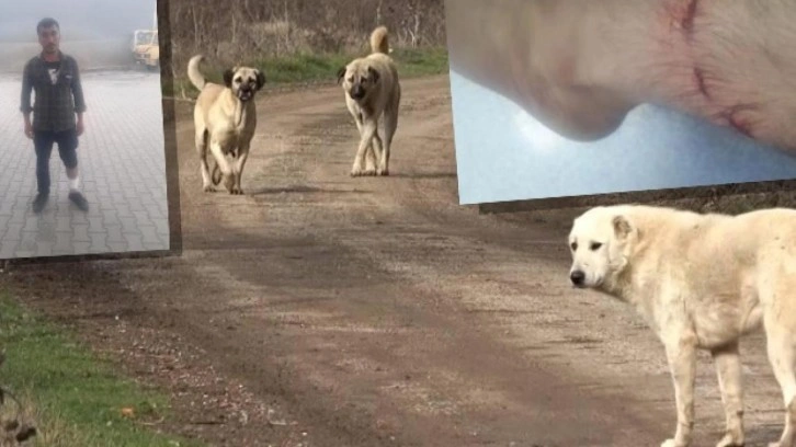 Antalya'da bir kişi başıboş köpeklerin saldırısına uğradı!