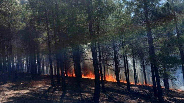 Antalya'da ormanlık alanda yangın