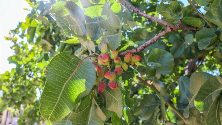 Antep fıstığı "Güz Güzeli" ile her yıl hasat verecek