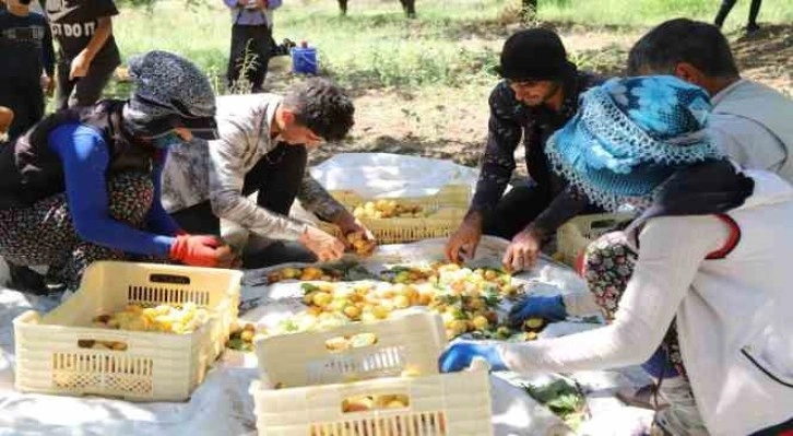 Arguvan’da kayısı hasadı devam ediyor