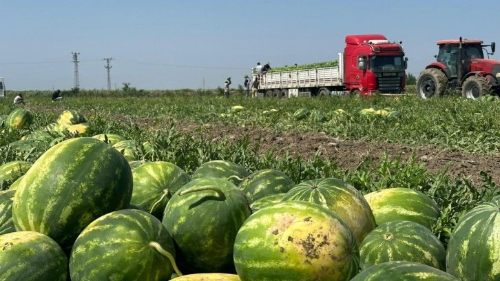 Aşırı sıcak karpuzun tadını kaçırdı; fiyatı 2 kat arttı