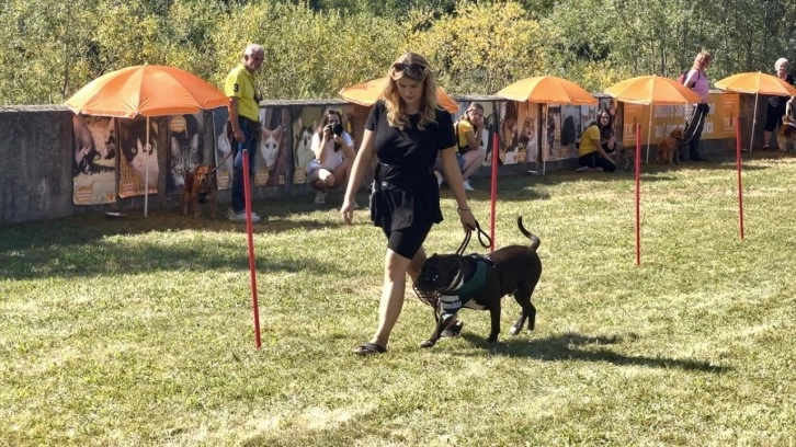 Avrupa'nın önde gelen ülkesi, sahipsiz köpeklerin tamamını barınaklarda topluyor