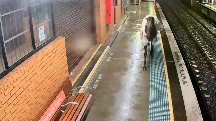 Avustralya’da kaçan yarış atı, tren istasyonuna daldı