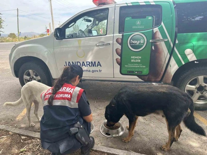 Aydın’da jandarma ekipleri denetimlerini sürdürüyor