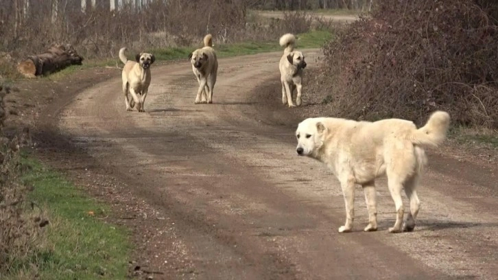 Başıboş köpek dehşeti: Yolda yürürken saldırdı!