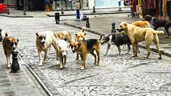 Başıboş köpek sorunu: 5 Avrupa ülkesinden Türkiye'ye seyahat uyarısı