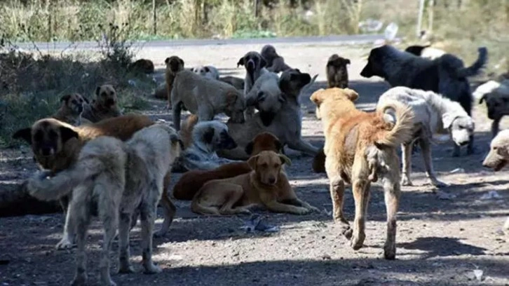 Başıboş köpek sorunu için bir öneri daha! "Sonuç yoksa uyutmak..."