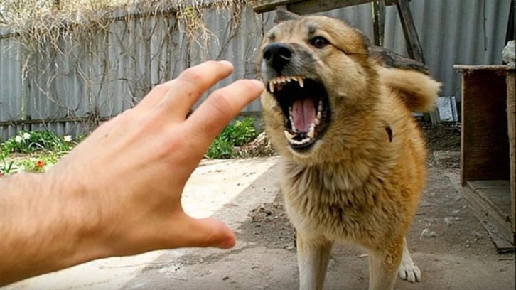 Başıboş köpek sorunu için çağrıda bulundu: Meselenin çözümü acısız itlaf!