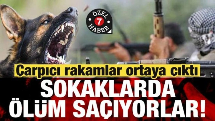 Başıboş köpek sorunu öyle bir noktaya geldi ki... Son rakamlar şoke etti!