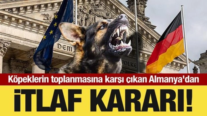 Başıboş köpeklerin toplanmasına karşı çıkan Almanya'dan itlaf kararı!