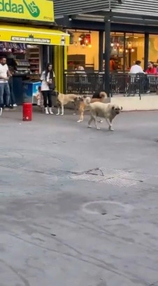 Başıboş sokak köpekleri, küçük çocuğu olan bir kadının etrafını çevirdi