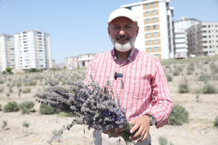 Başkan Çolakbayrakdar: "Şehri renklendiren lavanta bahçesinin sayısını artıracağız"