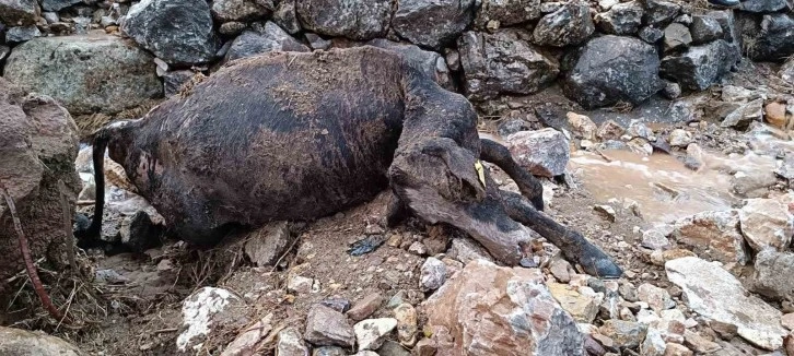 Batman’da sağanak yağış nedeniyle köy yolları bozuldu, 2 inek telef oldu