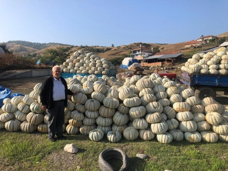 Bilecik’te kestane kabağı üretiminde bu yıl rekor artış yaşandı