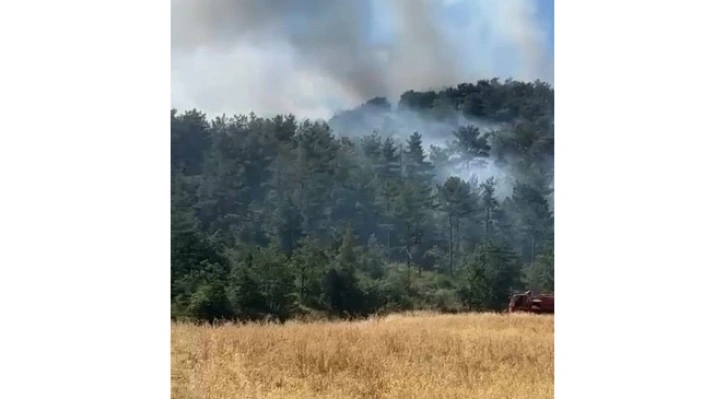 Bolu’da orman yangını