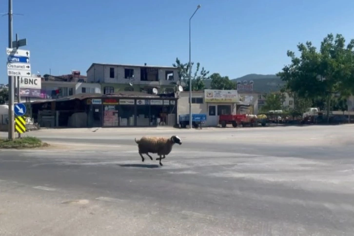 Bursa'da kurbanlık koç trafiği birbirine kattı