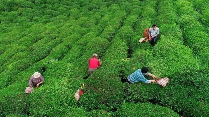 Çay üreticilerine 363,6 milyon lira destek ödemesi bugün yapılacak