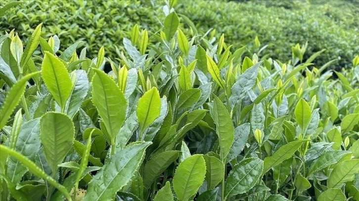 ÇAYKUR, mayıs ayı yaş çay bedelini yarın üreticilerin hesabına yatıracak