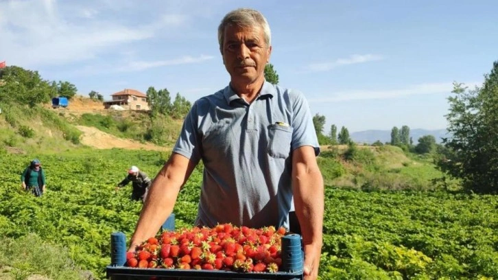 Çilek üreticileri düşen fiyatlara tepki gösterdi