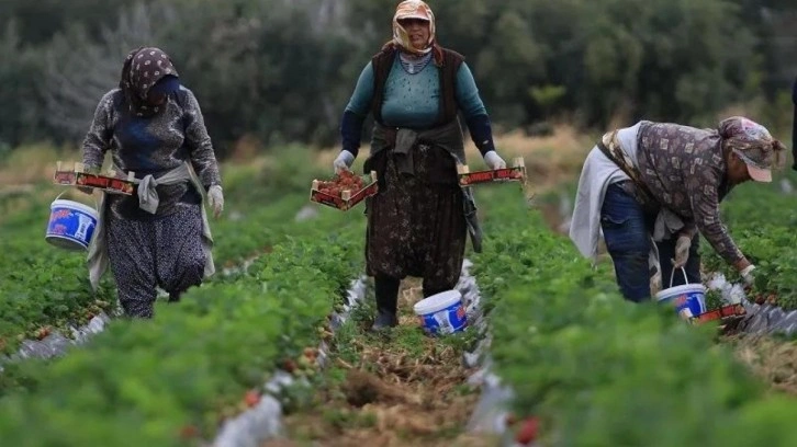 Çilekte açıkta hasat zamanı! Fiyatı yüzde 60 düştü