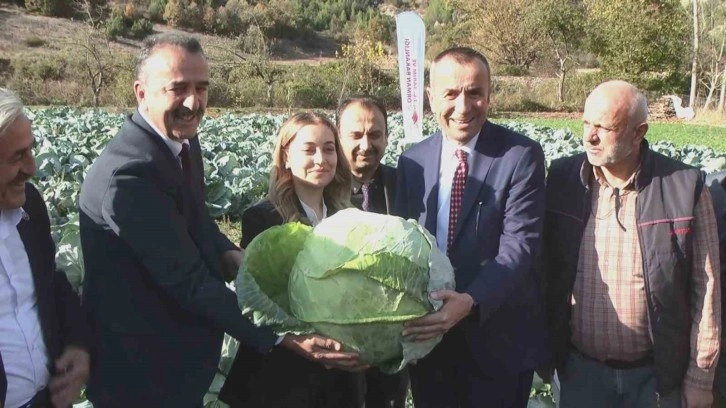 Coğrafi işaret yolundaki Eskipazar lahanası hasat edildi