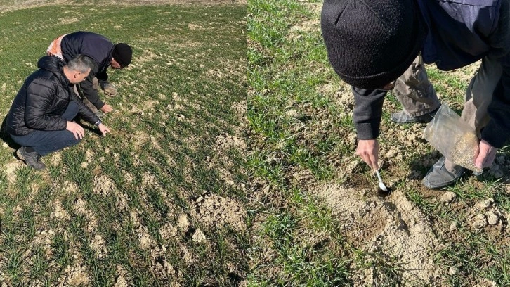 Denizli'de büyük tehlike! Fare istilası başladı ekipler harekete geçti