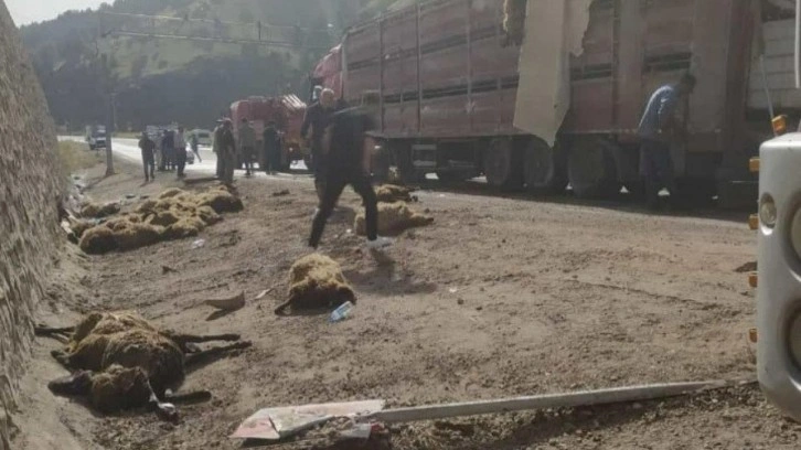 Devrilen TIR’ın sürücüsü yaralandı, dorsedeki 100 koyun öldü