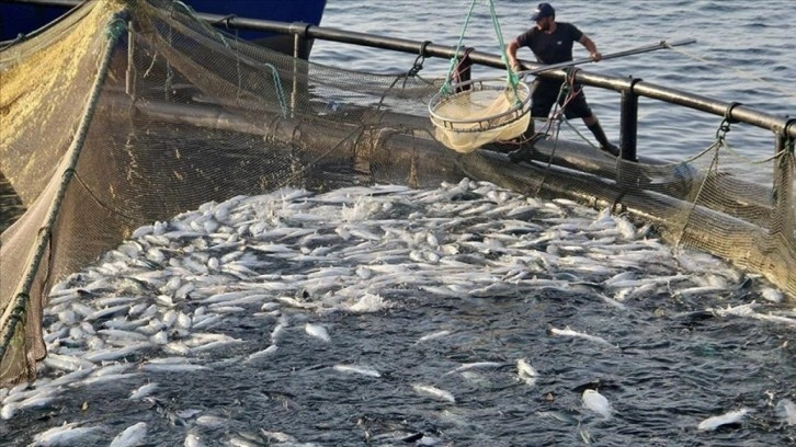 Doğal liman kenti Sinop'ta, geçen yıl 27 bin ton Türk somonu üretildi