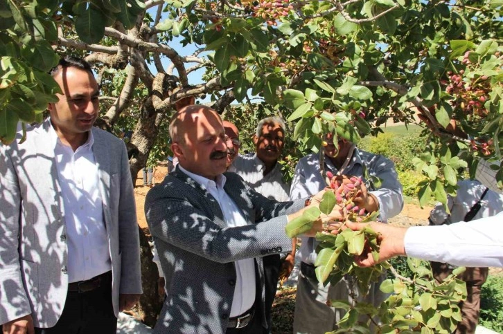 Dolunun vurduğu fıstık bahçelerinde hasat başladı