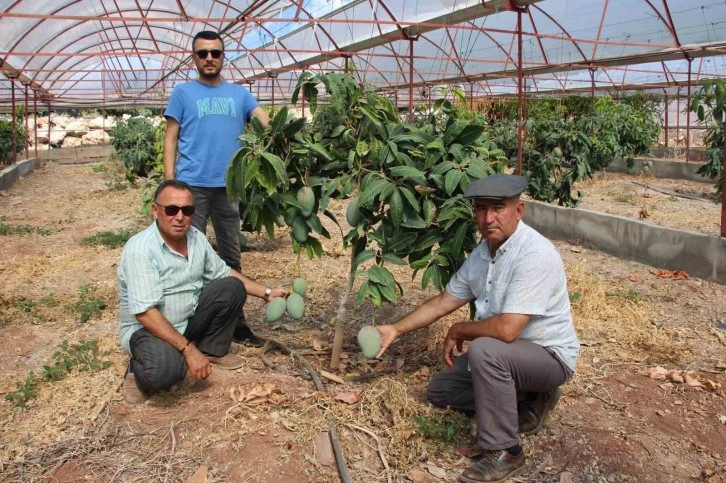 Domatesleri söktü, serasını mango bahçesine dönüştürüp 300 yıllık yatırım yaptı