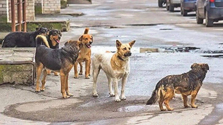 DSÖ'den başıboş köpek ve kuduz açıklaması