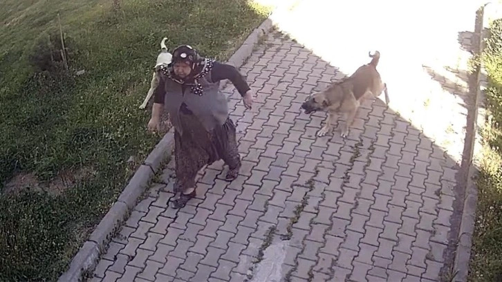 Edirne'de köpeklerden kaçarken düşen yaşlı kadın yaralandı! O anlar kameraya böyle yansıdı