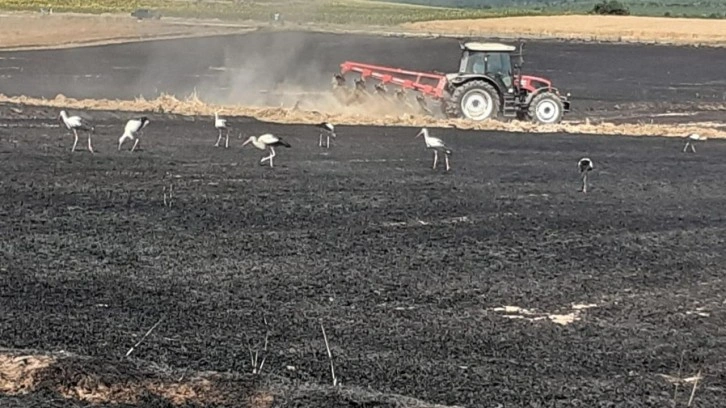 Edirne'de yangın faciası! 38 ton buğday kül oldu