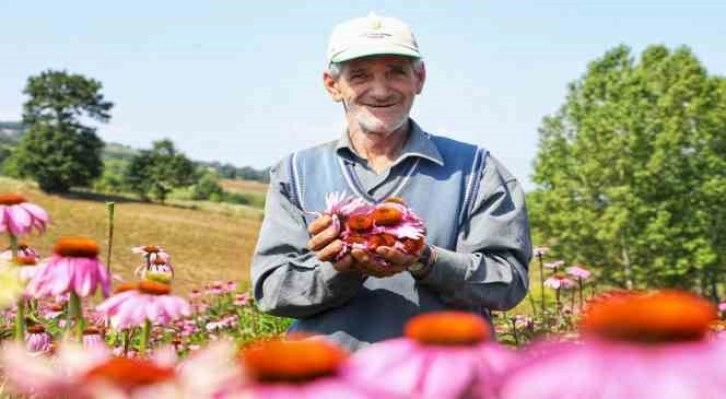 Ekinezya hasat için gün sayıyor