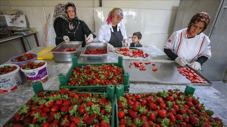 Emiralem çileğinin kurusu kadın girişimcilere gelir kapısı oldu