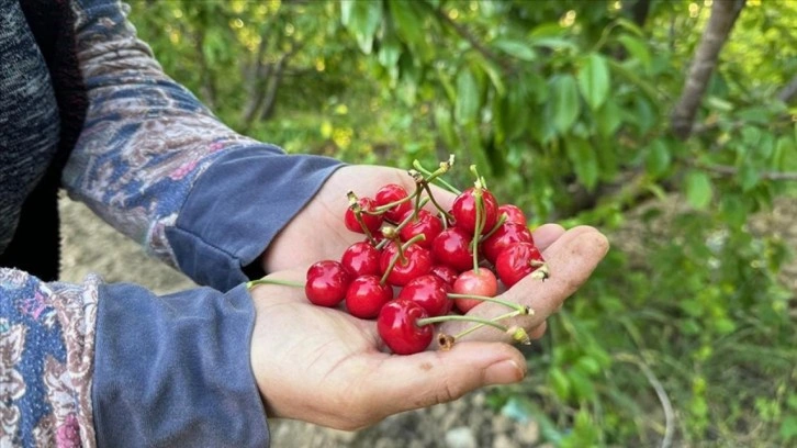 Erkenci kiraz üretim merkezi Manisa'da sezonun ilk hasadı yapıldı!