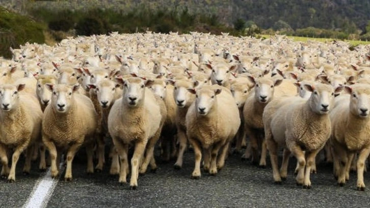 Erzincan'da 40 bin TL maaşla çoban bulamayan köylüler, sırayla yaylıma çıkıyor!