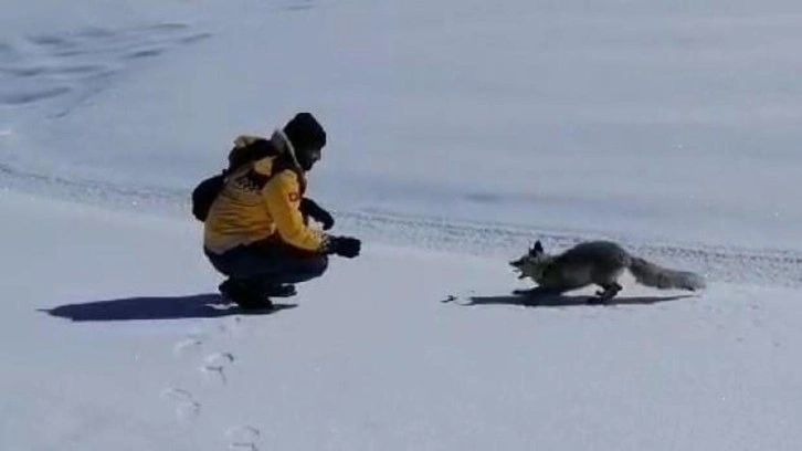 Erzurum’da iç ısıtan görüntü! Tilkiyi böyle beslediler…