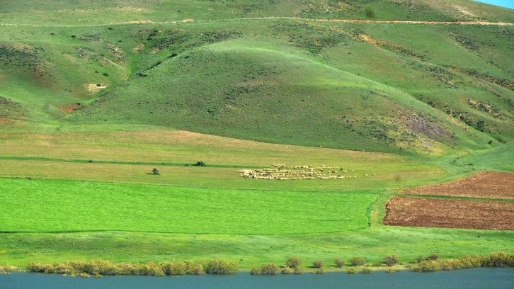 “Erzurum'da süt ürünleri üretimi gelişime açık”